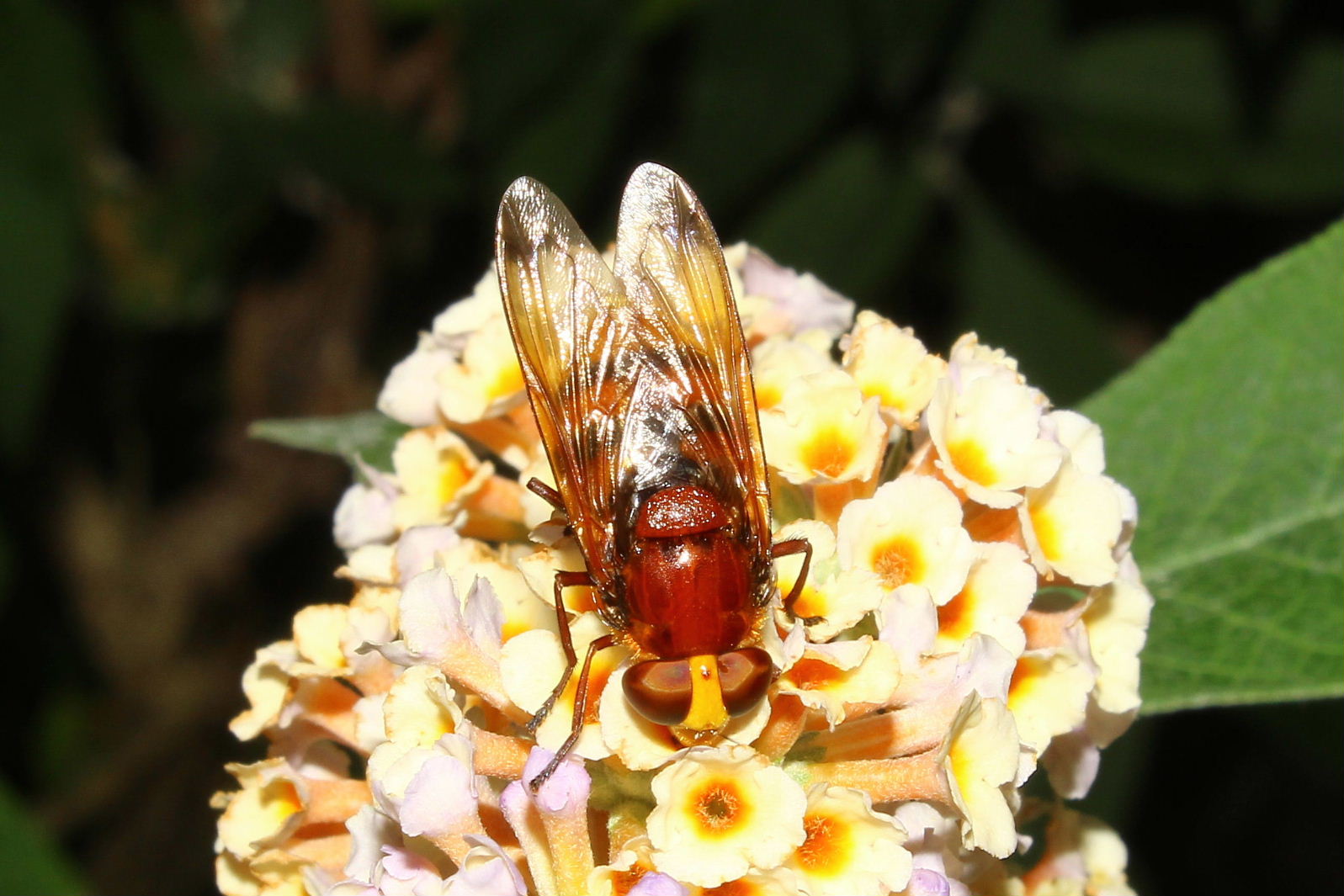 Volucella zonaria ??